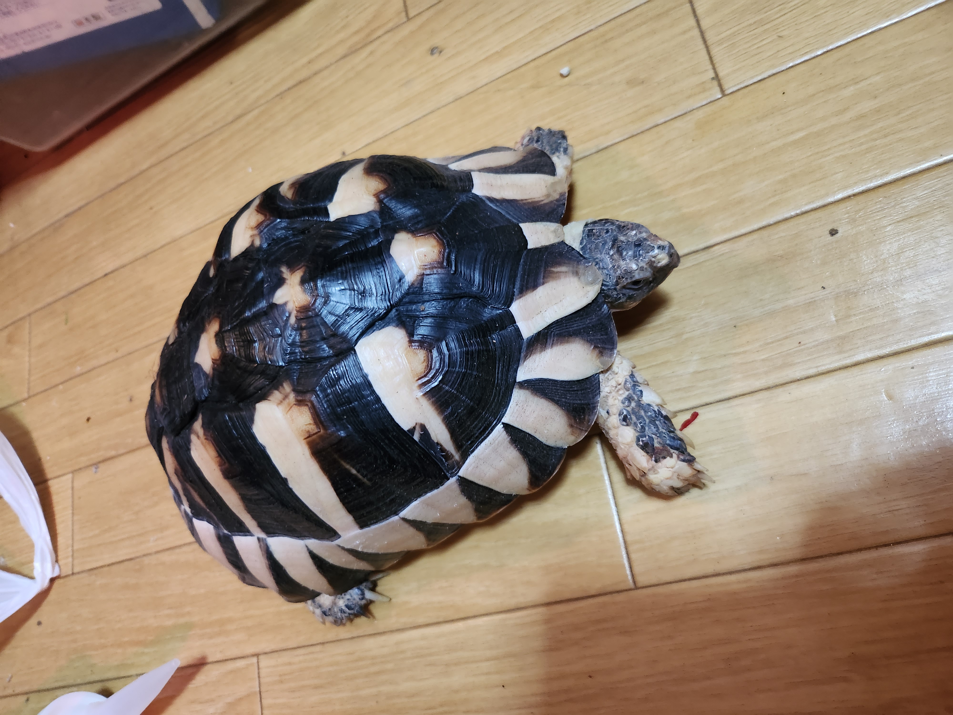マルギナータリクガメの画像